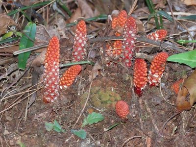 Balanophora laxiflora, photographed by chiuluan