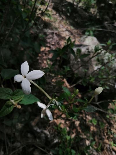 Bouvardia longiflora, photographed by Erick Vélez Sánchez