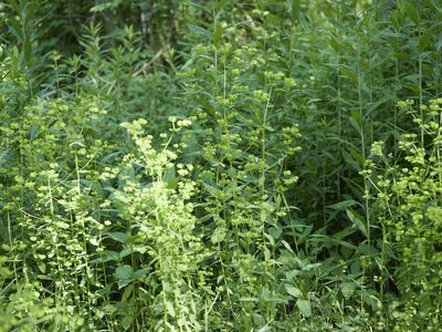 Euphorbia stricta, photographed by Andreas Stiller