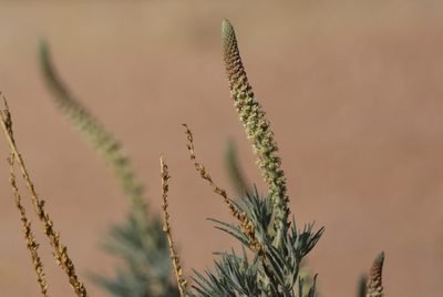 Reseda villosa, photographed by Karim Haddad