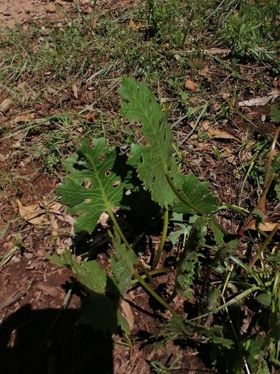 Psacalium sinuatum, photographed by Erick Vélez Sánchez