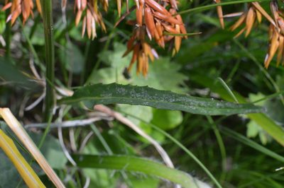 Phyteuma betonicifolium, photographed by Irene Saltini