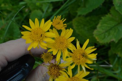 Jacobaea alpina, photographed by Irene Saltini