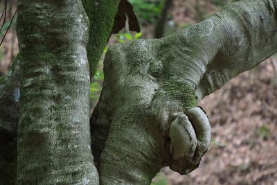 Acer carpinifolium, photographed by harum.koh