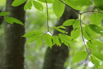 Acer carpinifolium, photographed by harum.koh