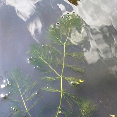 Ceratophyllum submersum, photographed by Ivan Bashinskiy