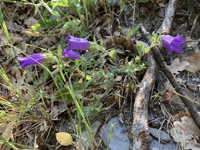 Campanula medium, photographed by pavlaki1968