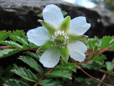 Rubus taiwanicola, photographed by chiuluan