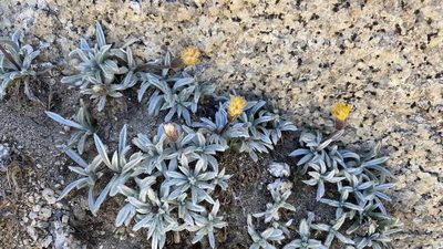 Raillardella argentea, photographed by Brendan Black