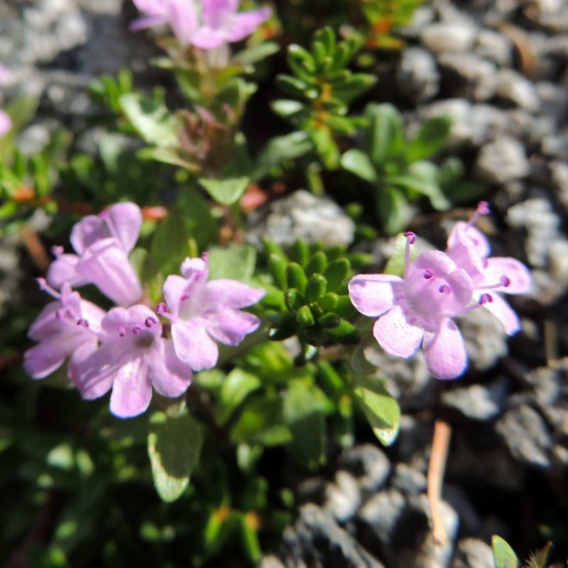 Thymus mongolicus, photographed by Алексей Ябс