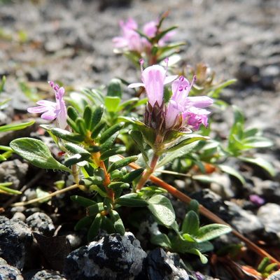 Thymus mongolicus, photographed by Алексей Ябс