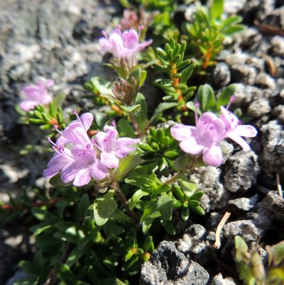 Thymus mongolicus, photographed by Алексей Ябс