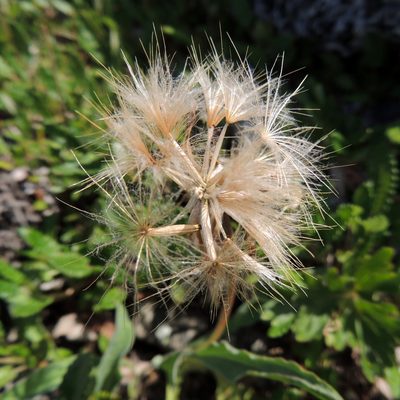 Scorzonera glabra, photographed by Алексей Ябс