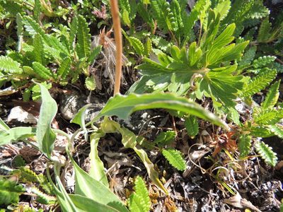 Scorzonera glabra, photographed by Алексей Ябс