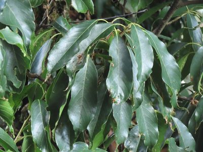 Quercus morii, photographed by chiuluan