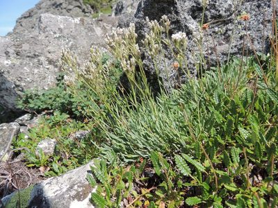 Gypsophila uralensis, photographed by Алексей Ябс