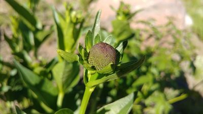 Rudbeckia occidentalis, photographed by Brian Dickerson