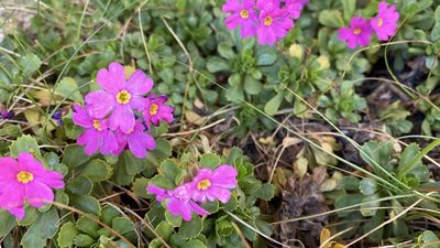 Primula suffrutescens, photographed by Brendan Black
