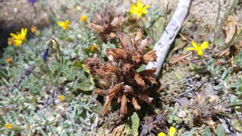 Orobanche ludoviciana, photographed by Brian Dickerson