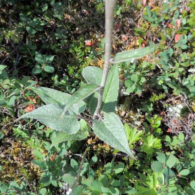 Saussurea controversa, photographed by Алексей Ябс