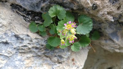 Telesonix heucheriformis, photographed by Brian Dickerson