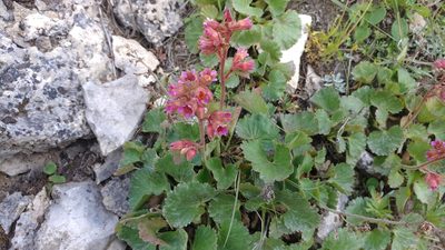 Telesonix heucheriformis, photographed by Brian Dickerson