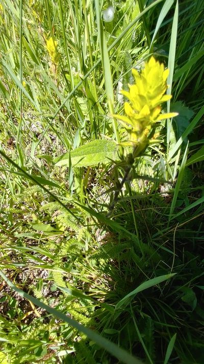Castilleja gracillima, photographed by Brian Dickerson