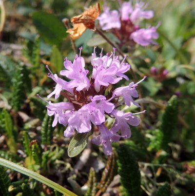 Thymus mongolicus, photographed by Алексей Ябс