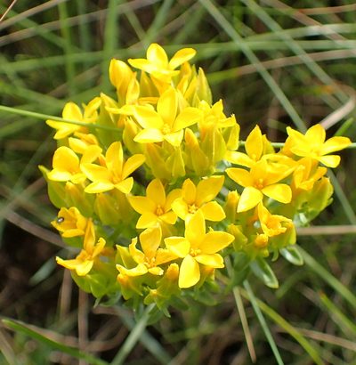 Sebaea natalensis, photographed by Peter Warren