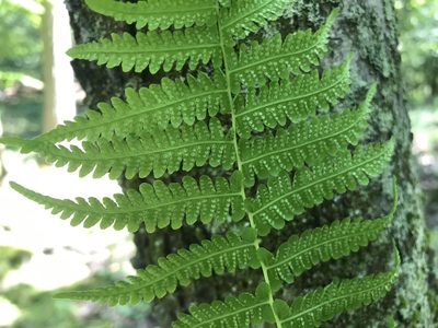 Coryphopteris simulata, photographed by Peter Jacobson