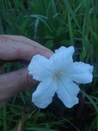 Ruellia noctiflora, photographed by Abby Darrah