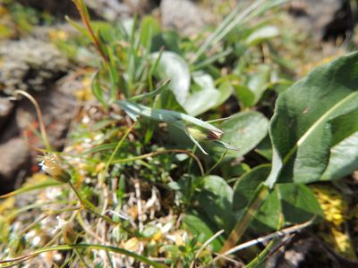Saxifraga hirculus, photographed by Алексей Ябс