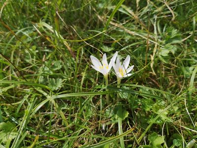Colchicum alpinum, photographed by Mattia Menchetti
