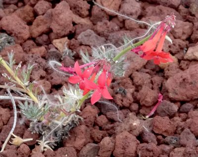 Ipomopsis arizonica, photographed by desertnaturalist