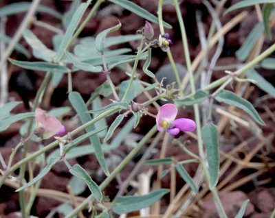 Phaseolus angustissimus, photographed by desertnaturalist