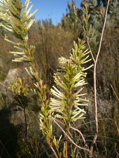 Erica cylindrica, photographed by marius