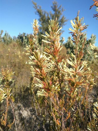 Erica cylindrica, photographed by marius