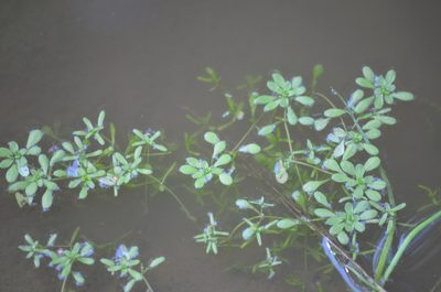 Callitriche brutia, photographed by Nico Hernandez