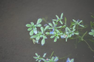 Callitriche brutia, photographed by Nico Hernandez