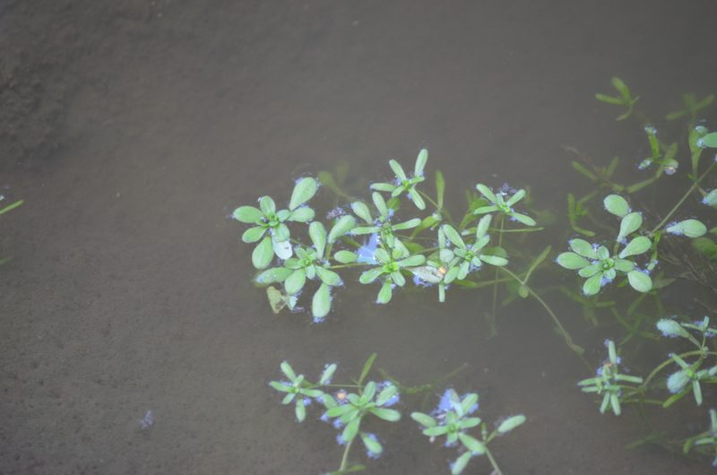 Callitriche brutia, photographed by Nico Hernandez