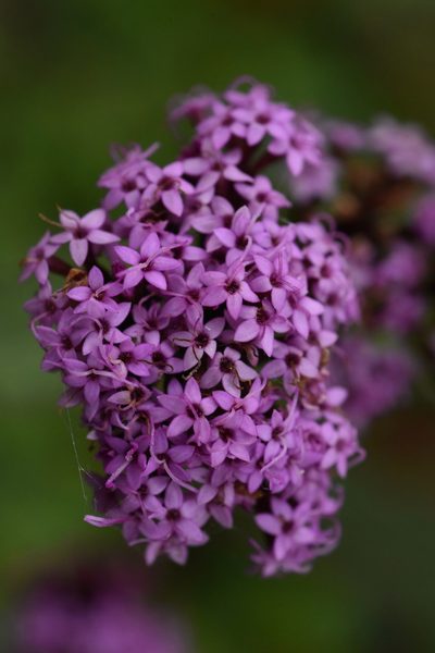 Stevia jorullensis, photographed by Alan Rockefeller