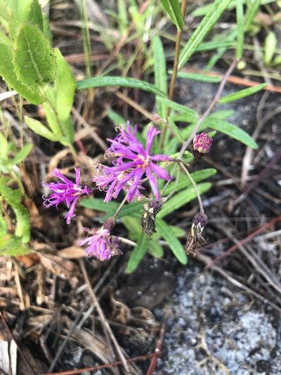 Vernonia blodgettii, photographed by gcschmidt911