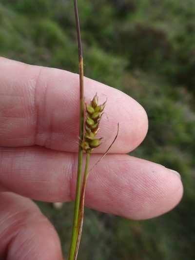 Carex hostiana, photographed by Robert H. Wardell