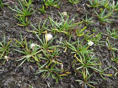 Littorella uniflora, photographed by Robert H. Wardell