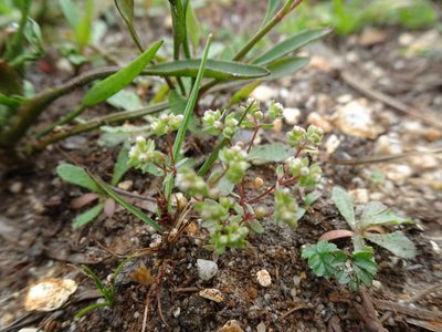 Radiola linoides, photographed by Robert H. Wardell
