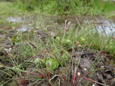 Juncus bulbosus, photographed by Robert H. Wardell