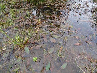 Potamogeton polygonifolius, photographed by Robert H. Wardell