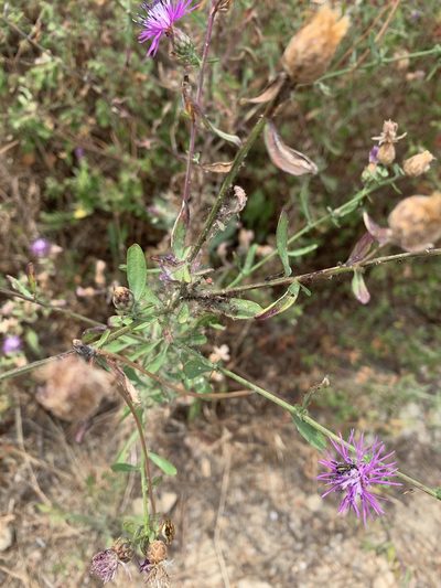 Centaurea aplolepa, photographed by pavlaki1968
