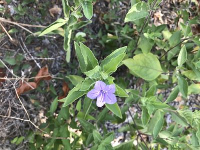 Ruellia drummondiana, photographed by Tyler Cannon
