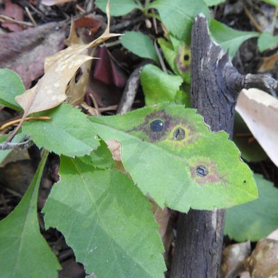 Eurybia radulina, photographed by Daniel Levitis